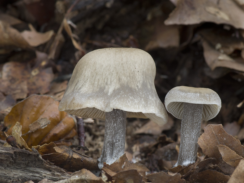 Tephrocybe boudieri